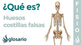Huesos COSTILLAS FALSAS | Qué son, por qué se llaman así, dónde están, función y por qué duelen