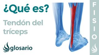 TENDÓN del TRÍCEPS | Qué es, ubicación, función y lesiones