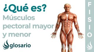 Músculos PECTORAL MAYOR y MENOR | Qué es, ejercicios, origen, inserción y función