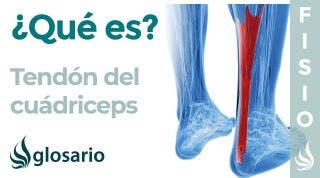 TENDÓN del CUÁDRICEPS | Qué es, cómo estirar, función y lesiones