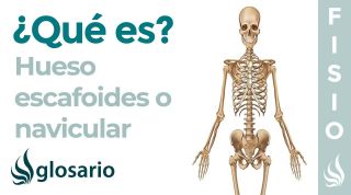 Hueso ESCAFOIDES o NAVICULAR | Qué es, significado, donde está, función y lesiones