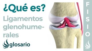 Ligamentos GLENOHUMERALES | Qué son, ubicación, origen, inserción, función y lesiones