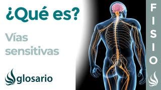 VÍAS SENSITIVAS | Qué son, dónde se originan y terminan, función y lesiones