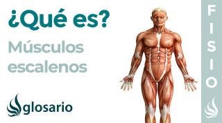 Músculos ESCALENOS | Qué es, cómo relajar, ubicación, origen, inserción, inervación y lesiones