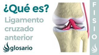 Ligamento CRUZADO ANTERIOR | Qué es, cómo identificarlo, origen,  inserción, función y lesiones