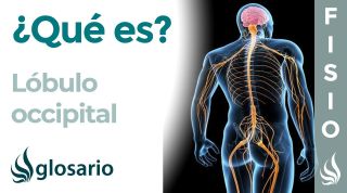 LÓBULO OCCIPITAL | Qué es, ubicación, cómo funciona, qué controla y lesiones