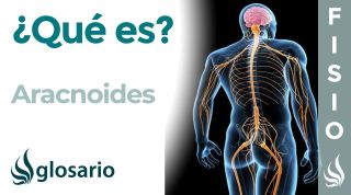 ARACNOIDES | Qué es, ubicación, función y lesiones
