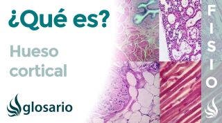 HUESO CORTICAL | Qué es, significado, dónde se encuentra, cómo se forma y función