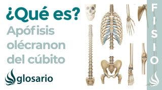 OLÉCRANON | Qué es, significado, músculos que se insertan, función y lesiones