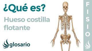 Hueso COSTILLA FLOTANTE | Qué es, por qué se llaman así, ubicación, función y lesiones