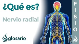 NERVIO RADIAL | Qué es, ubicación, dónde se origina,, ramificaciones, qué zonas inerva y lesiones