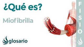 MIOFIBRILLA | Qué es, dónde se encuentra, componentes y cuál es su función