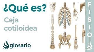 CEJA COTILOIDEA | Definición, qué significa, ubicación y lesiones