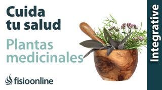 Cuida tu salud y tu espalda con plantas medicinales.