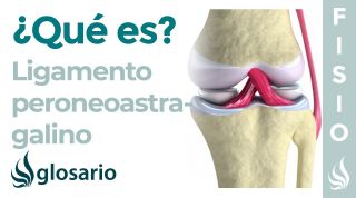 Ligamento PERONEOASTRAGALINO | Qué son, cuáles son, ubicación, origen, inserción y lesiones