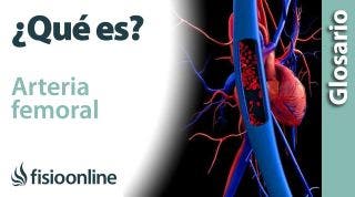 ARTERIA FEMORAL | Qué es, ubicación, recorrido, ramificaciones y lesiones