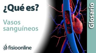 VASOS SANGUÍNEOS | Qué son, ubicación, funciones y enfermedades