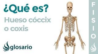 Hueso COCCIX o COXIS | Qué es, significado, dónde se encuentra, función y qué causa dolor
