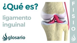 LIGAMENTO INGUINAL | Qué es, cómo está formado, ubicación, inserción y que estructura lo atraviesa