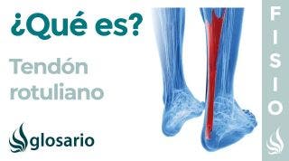 TENDÓN ROTULIANO | Qué es, ubicación, músculos que lo conforman, función y lesiones