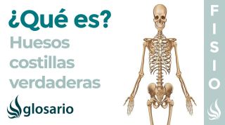 Huesos COSTILLAS VERDADERAS | Qué son, por qué se llaman así, ubicación, función y lesiones