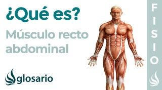 Músculo RECTO ABDOMINAL | Qué es, origen, inserción, inervación y diástasis abdominal