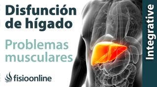 Hígado:  problemas articulares y musculares que puede provocar