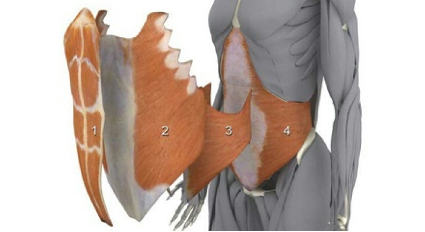 Músculos abdominales