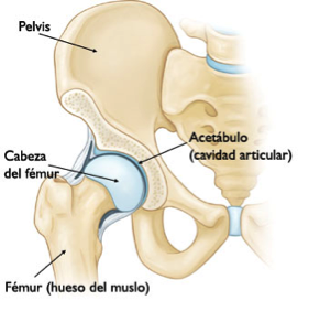 articulación coxofemoral