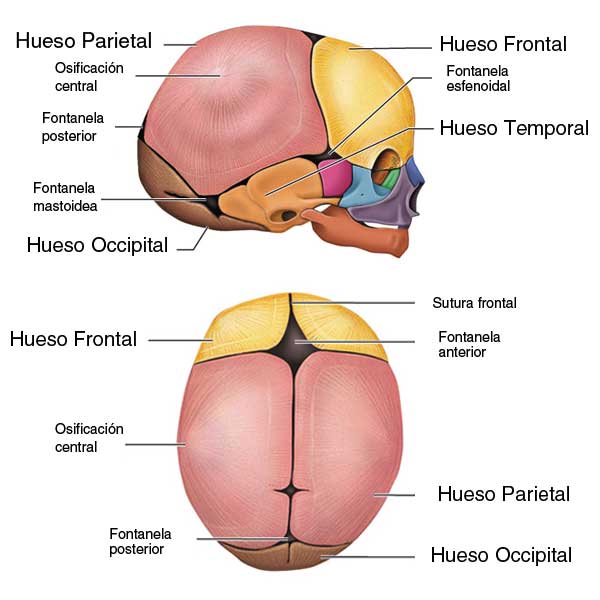 desarrollo del cráneo de un bebé