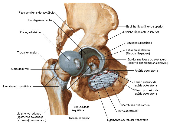 Anatomía de la articulación de la cadera