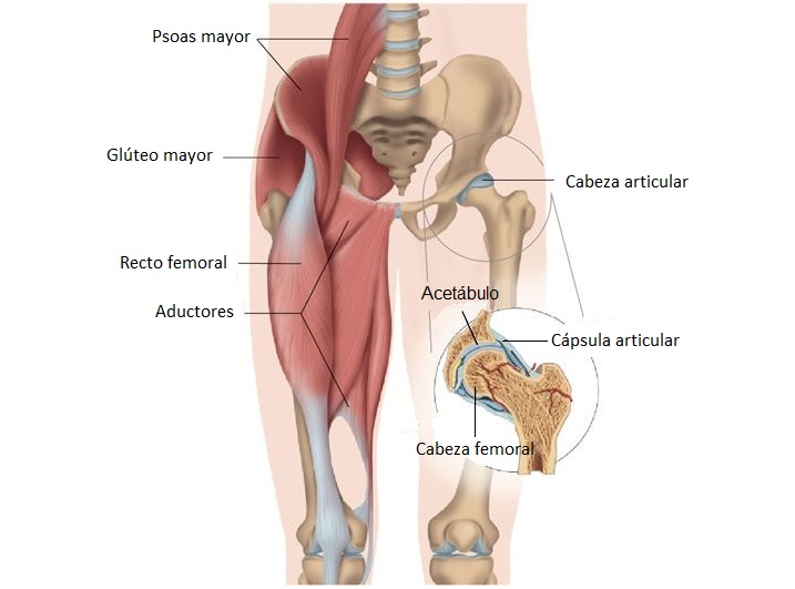 anatomía de la cadera