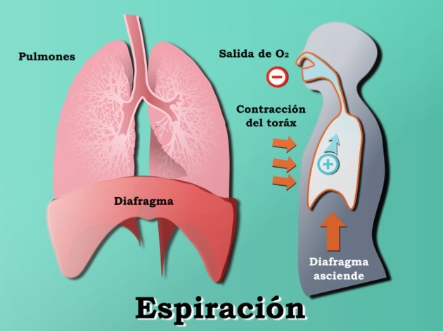 anatomía de la respiración espiración 