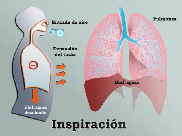 anatomía de la respiración inspiración 