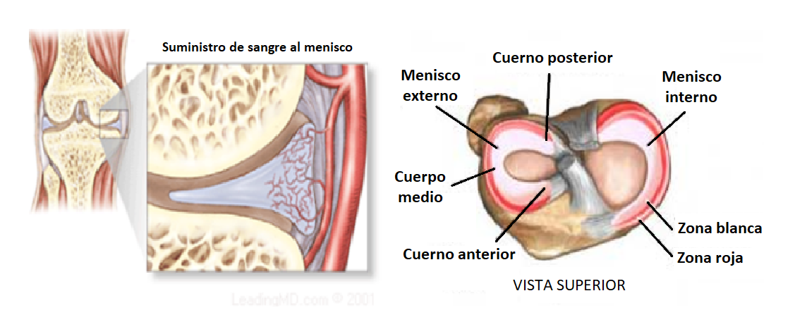 anatomía de los meniscos