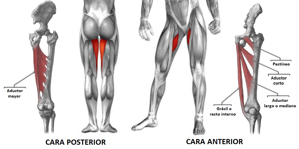 anatomía de los músculos aductores