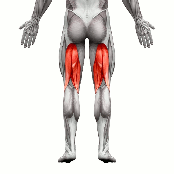 anatomía de los músculos isquiotibiales 
