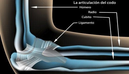 Anatomía del codo