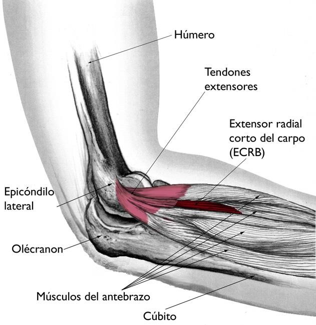 Anatomía del codo