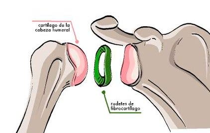 anatomía del labrum