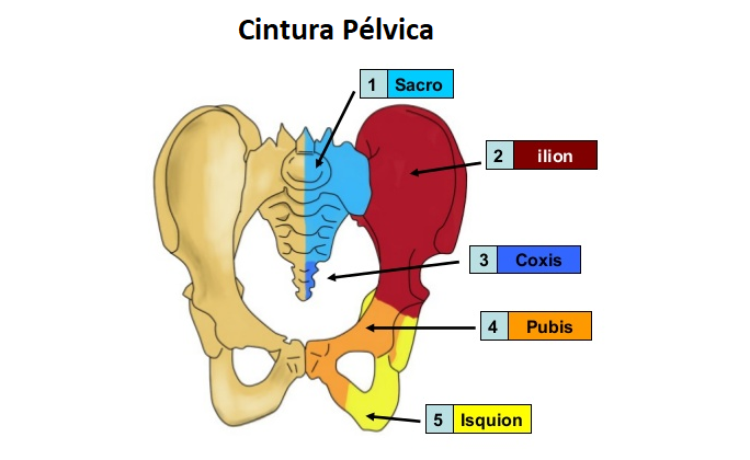 anatomía del pubis
