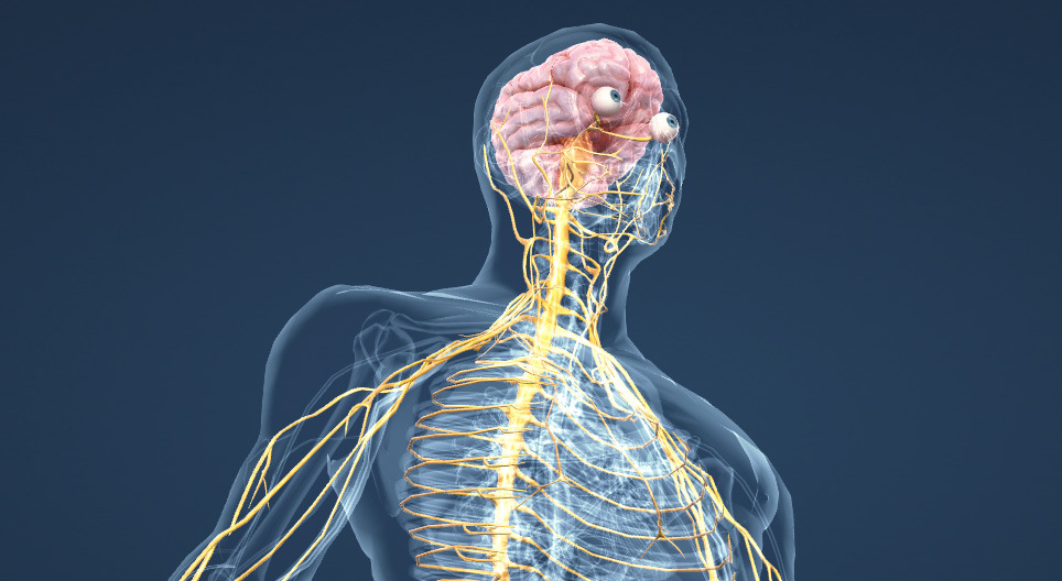 anatomía del sistema nervioso
