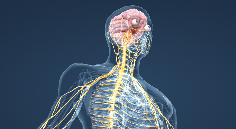 anatomía del sistema nervioso