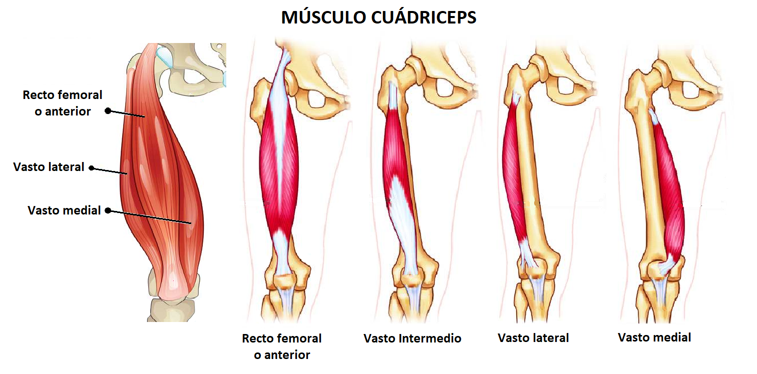anatomía del músculo cuádriceps