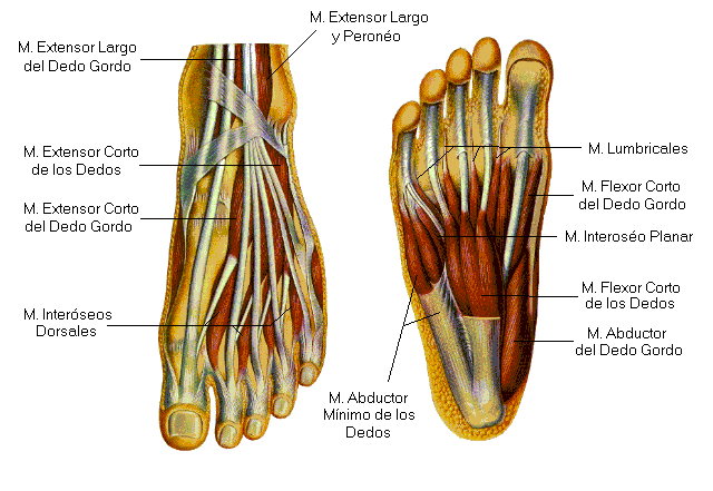 anatomía músculos del pie
