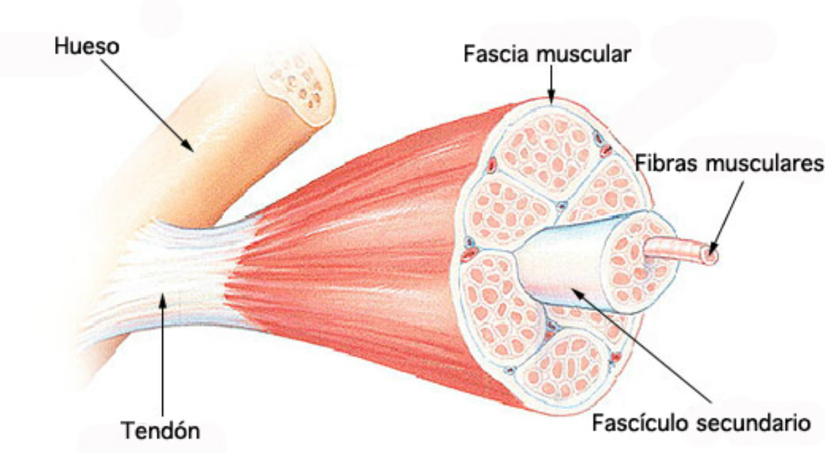 anatomia de puntos de gatillo