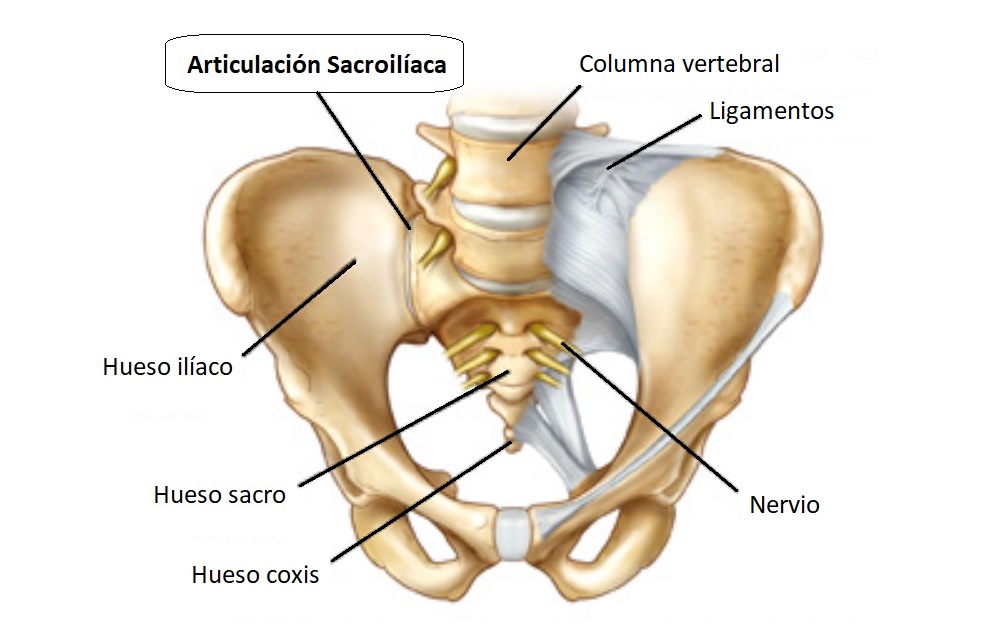 articulación sacroiliaca