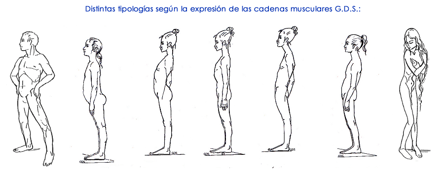  Cadenas Musculares y Articulares Método GDS (Godelieve Denys-Struyf)