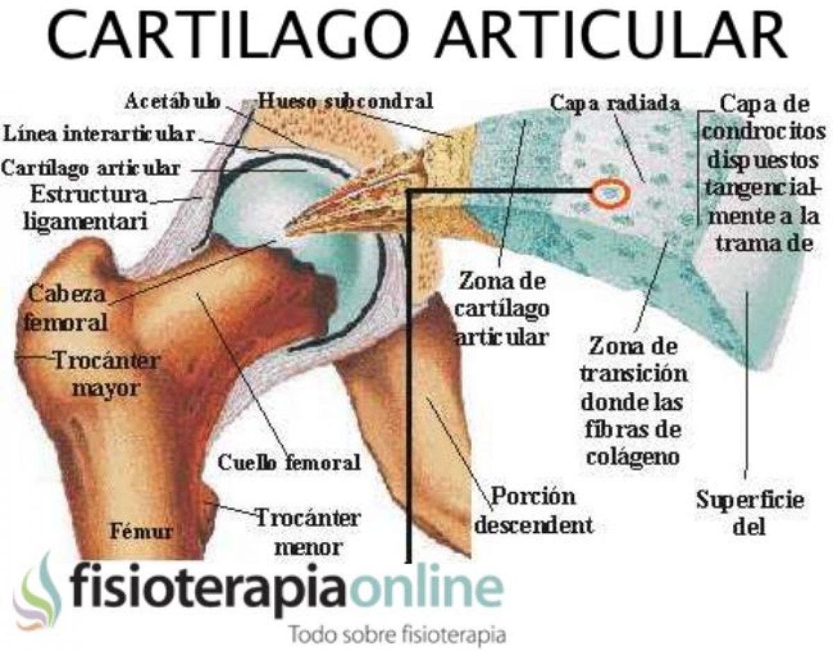 Cartílago articular: estructura fundamental para los movimientos