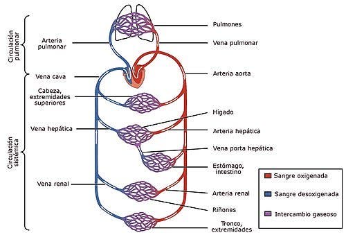 funciones del sistema circulatorio